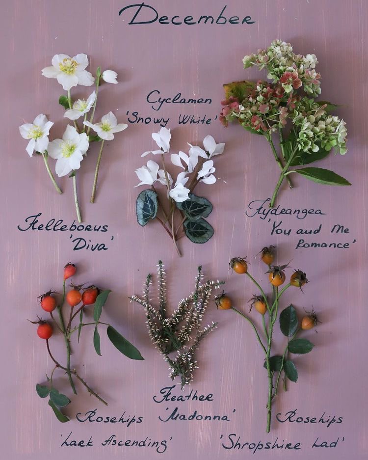 ciceklendirdik's tweet photo. Kasım ve Aralık ayı çiçek takvimi 🌸 https://t.co/4lm6OrbegT