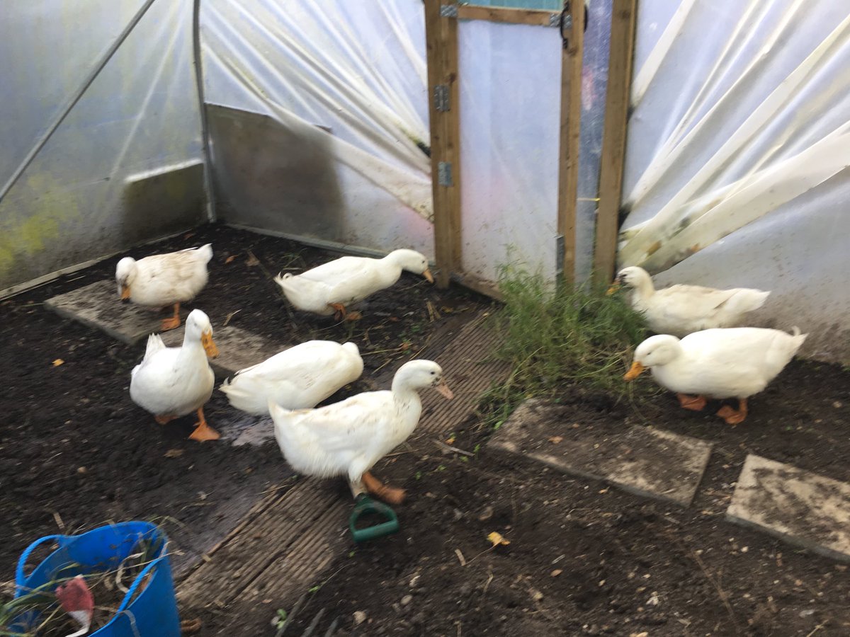 rachel72h's tweet photo. Getting a hand clearing the ⁦@trafinfants⁩ school poly tunnel https://t.co/eB3xM1WuRH