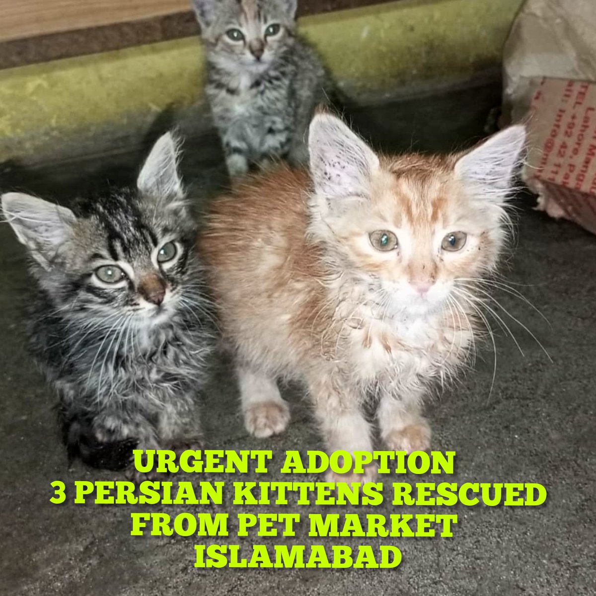 GandapurSarah's tweet photo. URGENT ADOPTION 
3 PERSIAN KITTENS RESCUED
FROM PET MARKET #ISLAMABAD 😭.How can people throw out such an innocent beautiful kittens in this weather. 
Reporter has many kittens at her house&amp;cannot keep them. 
+92 333 5610955
@silentprayers77
#SayaaAnimalWelfare 
#SarahGandapur https://t.co/fT8TN05xtn