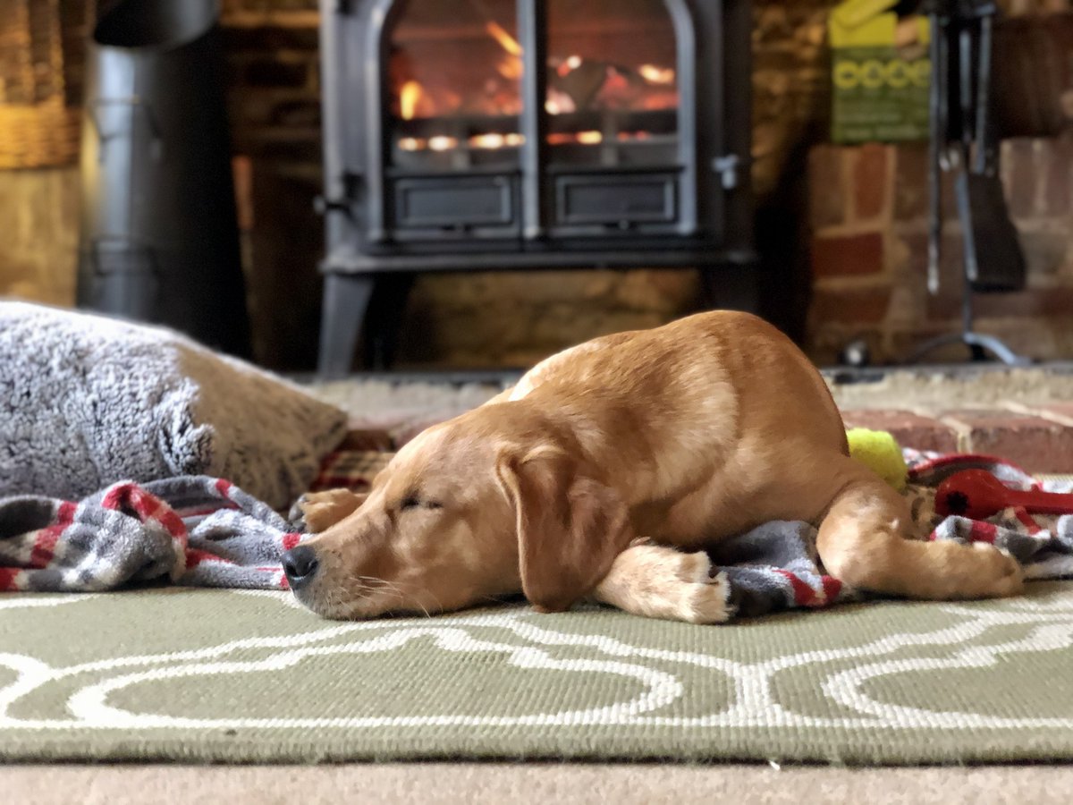 GunsOnPegs's tweet photo. Training your first gundog is a daunting prospect and can be both time consuming and costly. But could a 21st-century solution from champion gundog trainer Ben Randall be the perfect answer?
https://t.co/M1cRa1Lams
#Gundog #Gundogtraining #workinglabrador #gundogpuppy https://t.co/ZF4Pt3v8Xs