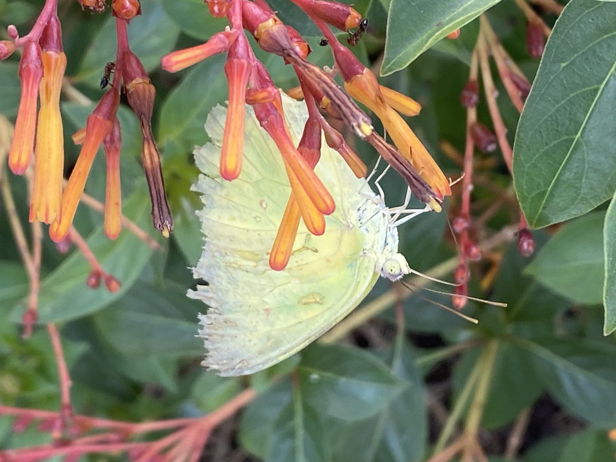 Hanging out with the nature nerds and lepidopterists at ⁦<a href="/NabaButterfly/">NabaButterfly</a>⁩ 10th Annual Butterfly Festival!
