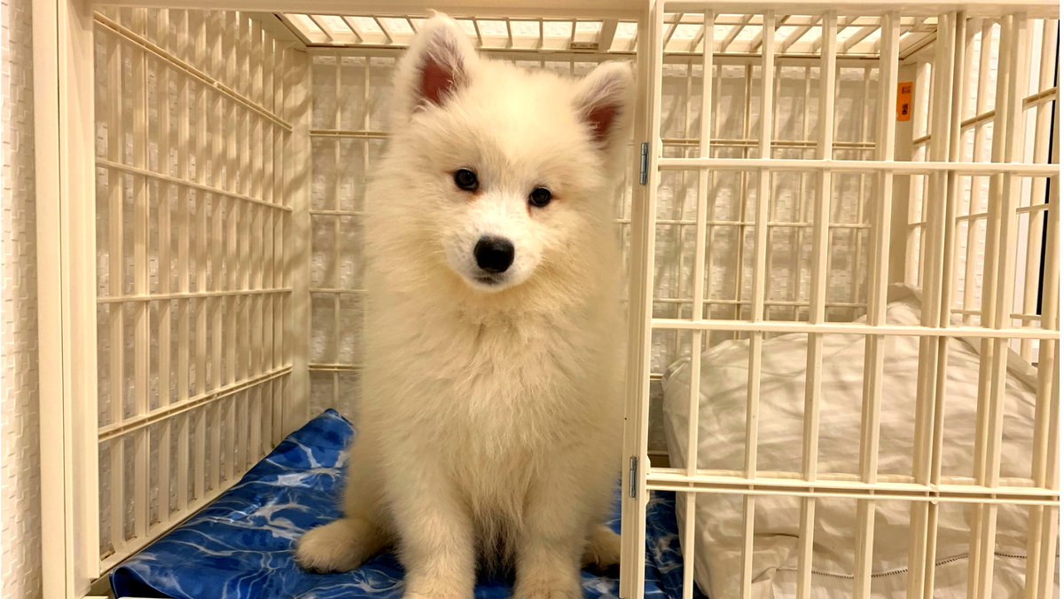 Luckyandcat's tweet photo. 家が縮んだ My House Got Shrunk 【ヘアドライ】Dog Fur Dryer Samoyed LUCKY サモエドらっきー６か月... https://t.co/PUxmnGhuMC via @YouTube  #サモエド #子犬 #犬の日 #Samoyed #puppy https://t.co/kifYkTMSnc