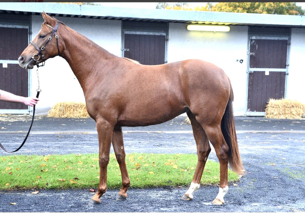 Highfield_CS's tweet photo. LOT 560 @Goffs1866 Autumn Sale on site….beautiful #NationalDefense filly …a sire that seems to be producing the fillies #RedSmile #TwilightGleaming #FillyOfMalta …black type winners/performers 🐎🐎 @IrishNatStud @bloodstocknews @rpbloodstock https://t.co/Hr7YQTba3k