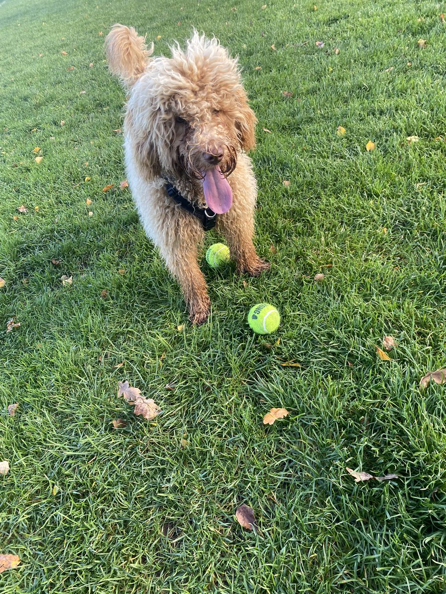 DarrenM2269's tweet photo. Back to work after half term - Monday morning team meeting! 

Apparently it’s all balls according to #Sid 

#Wellbeing #WorkLifeBalance https://t.co/3iDlld8iDD