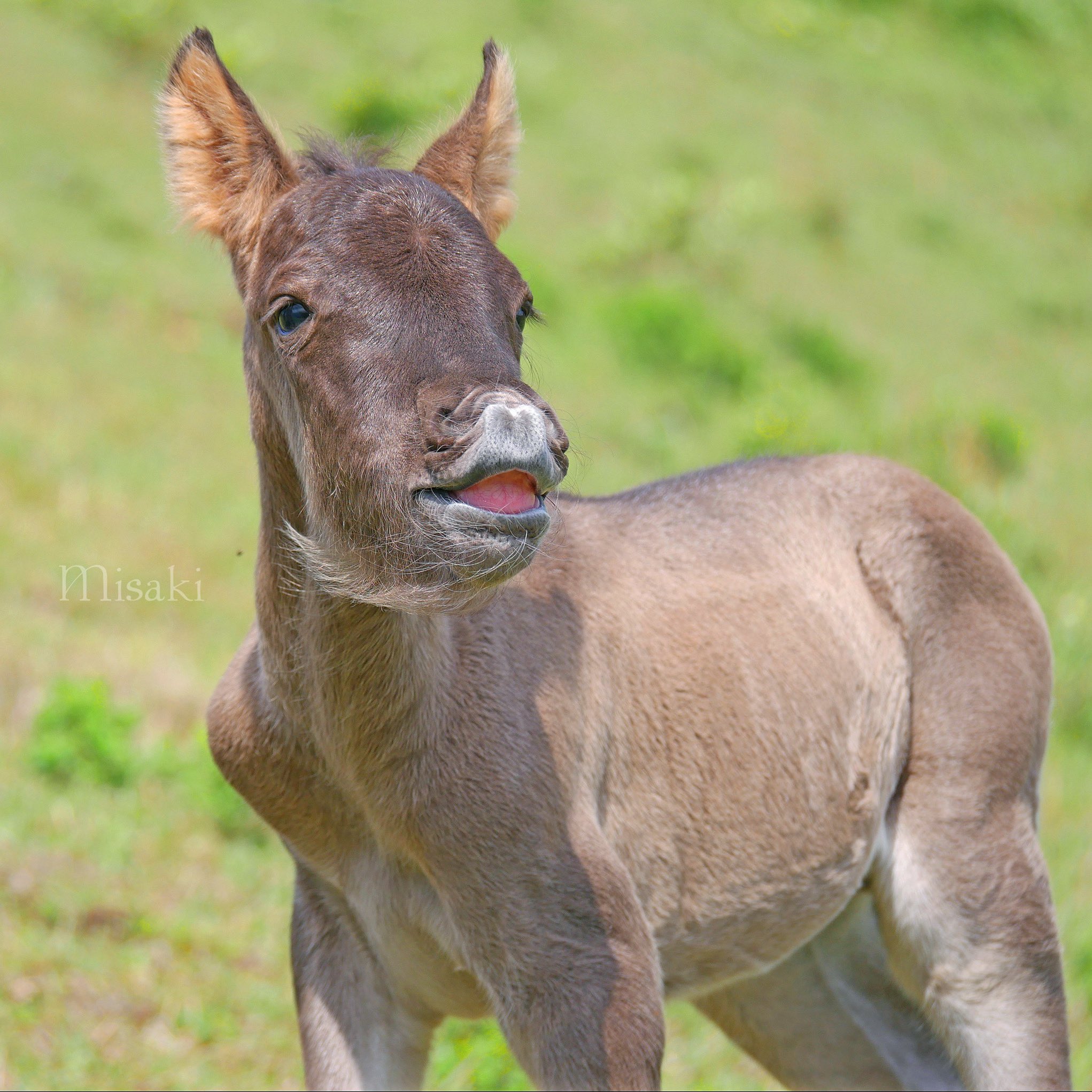 みさき 21年御崎馬カレンダー11月picは 珍しい毛色の仔馬さんのフレーメン 産まれて4日目でまだ歯がほとんど生えていない初々しいフレーメンです 22年御崎馬カレンダーは通販 Base かinstagram Misakiuma Mamoritai のdmから購入できます 都井