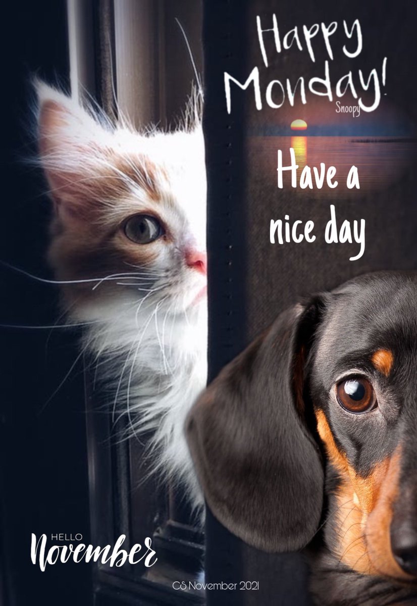 Happy Monday all, have a nice day! 🤗😊🐶🐾😘 #HelloNovember, image size:826x1200