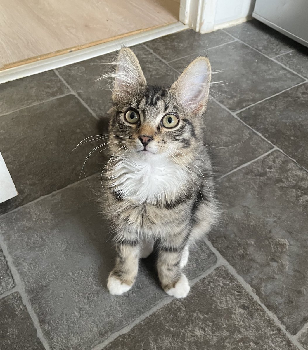 I like following my human into the kitchen because there’s always nice smells in there. She said I’m turning into an eating machine and I’ve now got a big belly. #kittyloafmonday #catsoftwitter https://t.co/KeKkNdj4fO