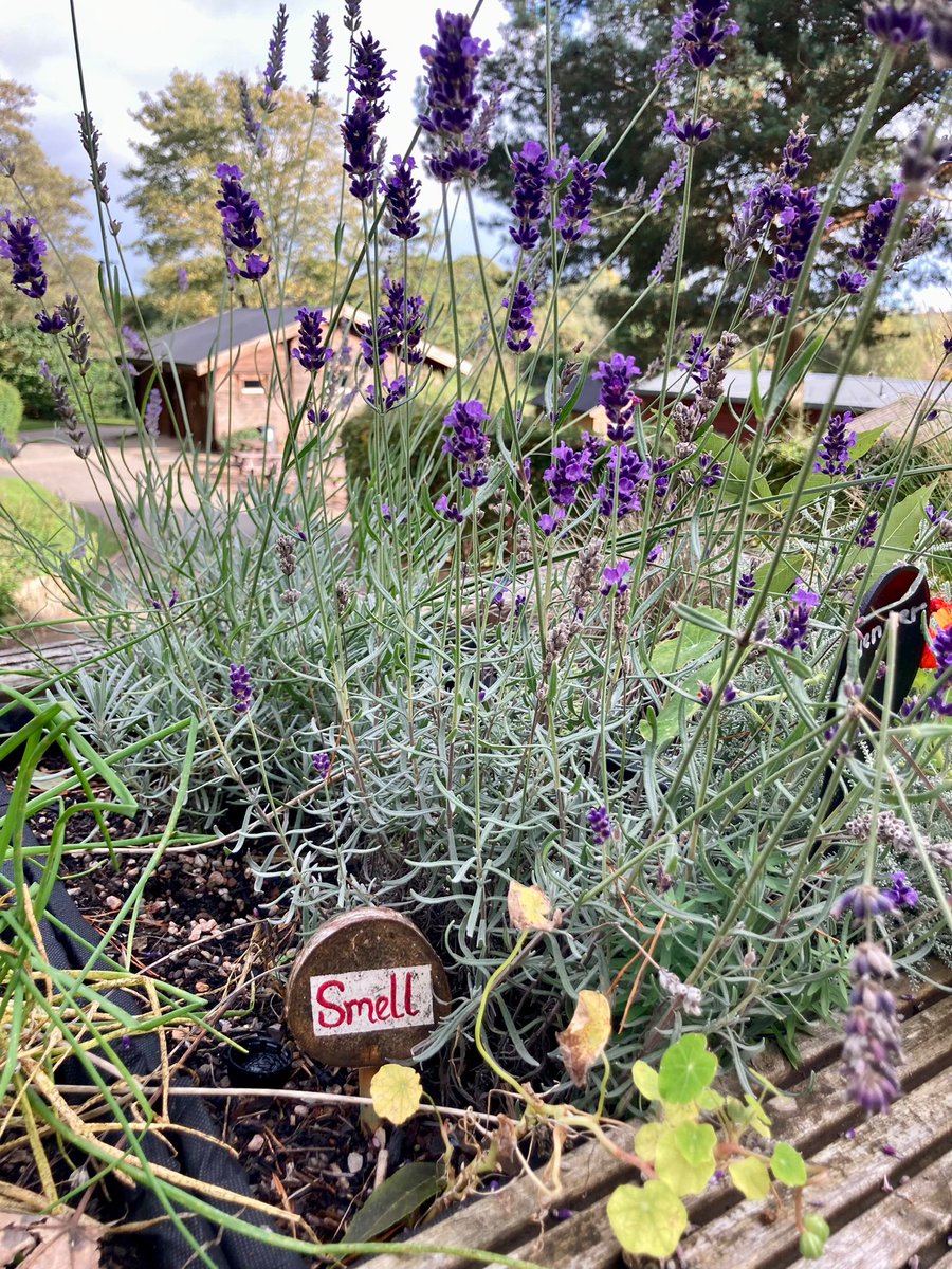 Our herb planters are looking SENSE-sational - Lots of colour, smells, textures and taste!