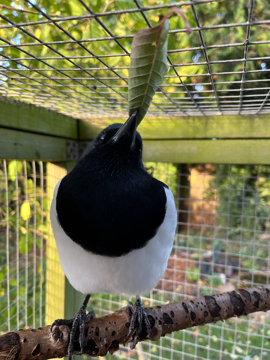 breesophiebree's tweet photo. Monday morning leaf for anyone that needs some. https://t.co/EtnXSQsqu9