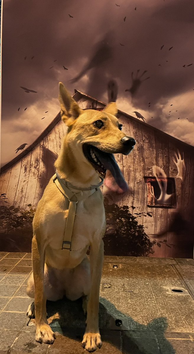 Winnie_Nyy's tweet photo. Happy dogoween 🎃 the good girl @hauntedhouse https://t.co/roCGG3jxge