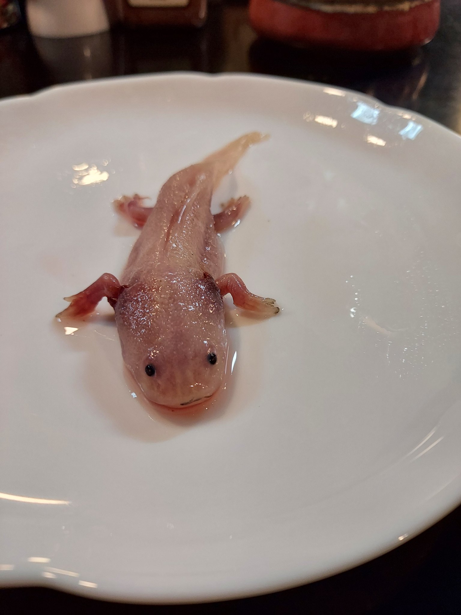 タツナミソウ猫 ウーパールーパーの唐揚げ トドの刺身 カンガルー焼 食べてきました ウーパールーパー普通に少し歯応えのある白身魚みたいで美味しかったですよ カンガルー焼も牛肉より少し癖あるだけだしトドは脂ののった赤身の刺身な感じです 見た目