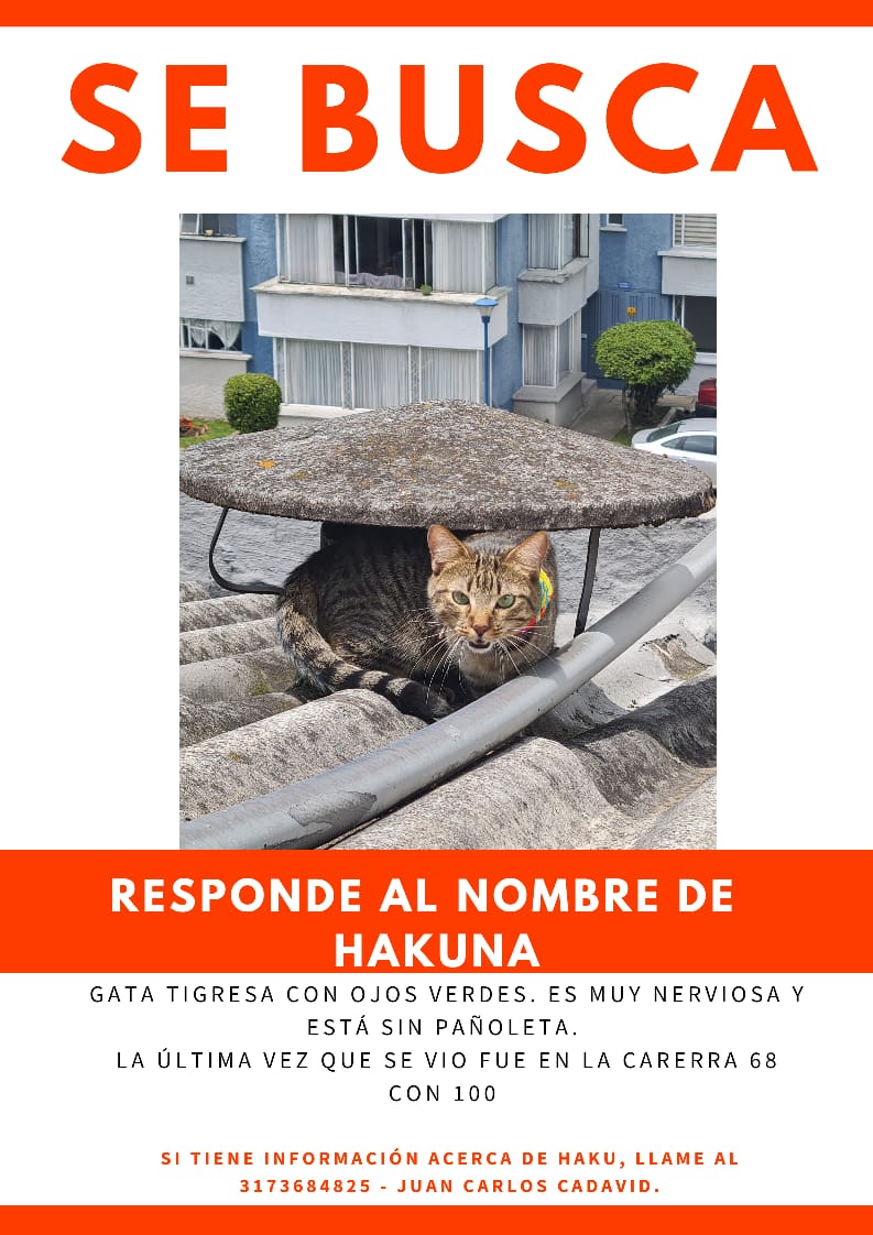 JessikaBenjumea's tweet photo. #Bogotá 🆘🆘. Por favor me pueden ayudar dando RT. Hakuna salió ayer por la ventana del apto en el Conjunto Residencial La Floresta y no ha regresado. No tiene collar, ni pañoleta. Es nerviosa. @Marce_Tabares @piedrahitangela @andreanimalidad @juliherrerap @danny8002 @MellanoVha https://t.co/QIKG0Zc4OK