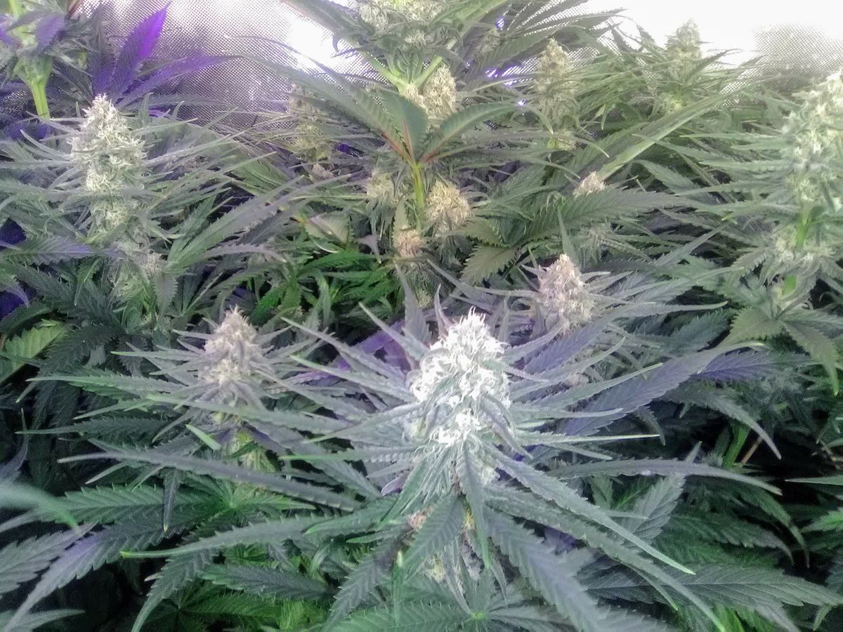 spliffseeds's tweet photo. Spliff Seeds Super Sampler:#amnesiac #moonwalkerkush #spliffsstrawberry #lemoncreamkush
๐ธ:silverback_guerilla
๐จ๐พ:#spliffseeds
โ:https://t.co/2fKvYuSGby
๐:https://t.co/KaQkreYHeg https://t.co/i638CgFGnt