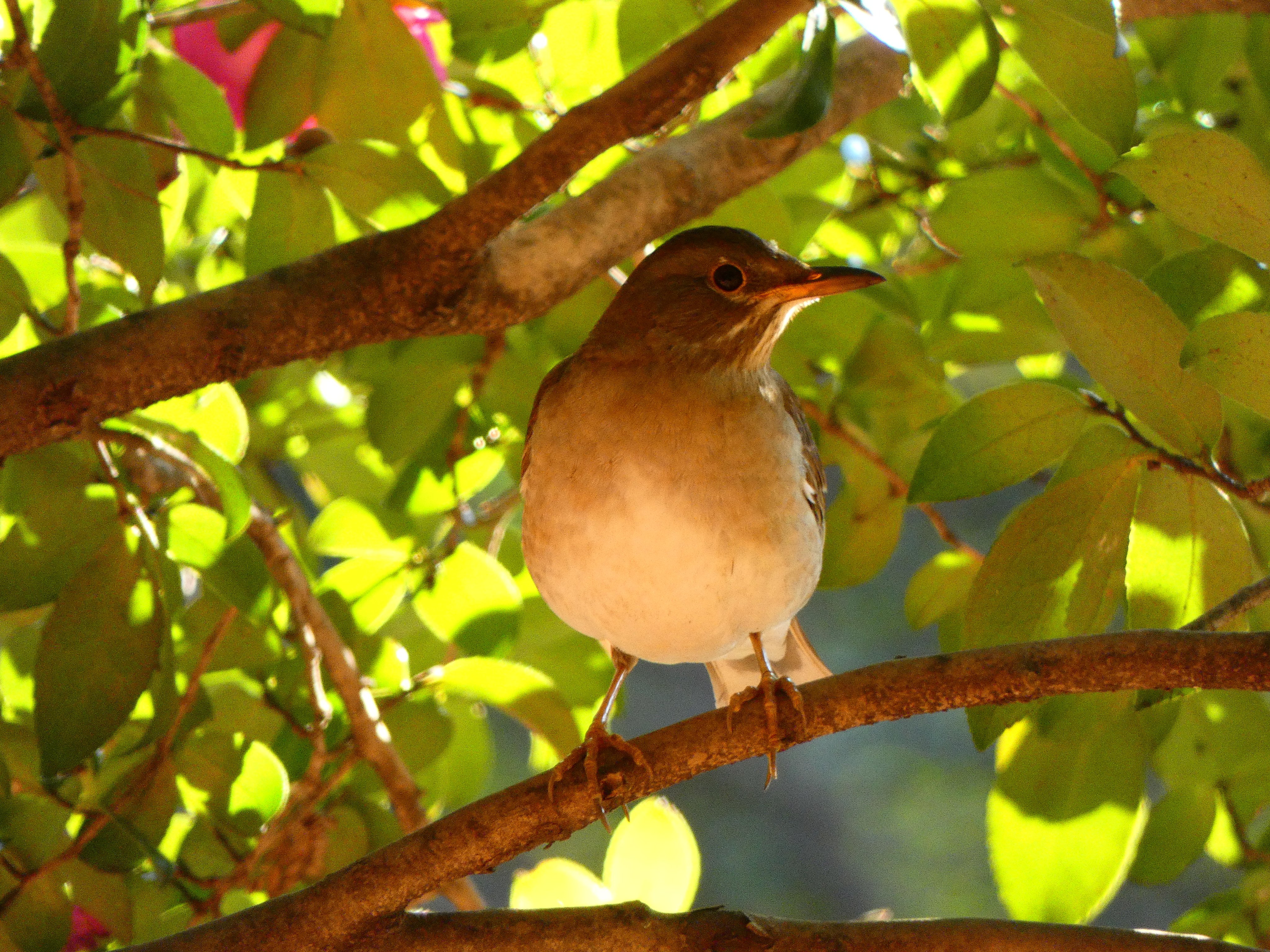 Birdwatcheryt お腹が白い シロハラ Palethrush バードウォッチング 鳥 野鳥 野鳥撮影 Birdwatching Bird Wildbird T Co Zvbxuvdvsn T Co ea7nhzlm Twitter