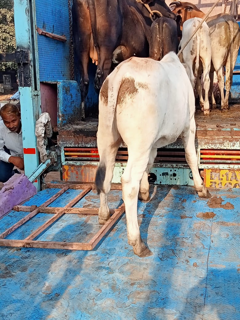 ddvsrohini's tweet photo. @dcrohinizone @sushant52450713 @NorthDmc @mayornorthdelhi @IrpsVivek @vrikshit @LtGovDelhi 06 stray cattle were impounded from above mentioned area &amp; sent to the Gaushalas for their further up keep. Photographs enclosed. https://t.co/I9H5AU7ukU