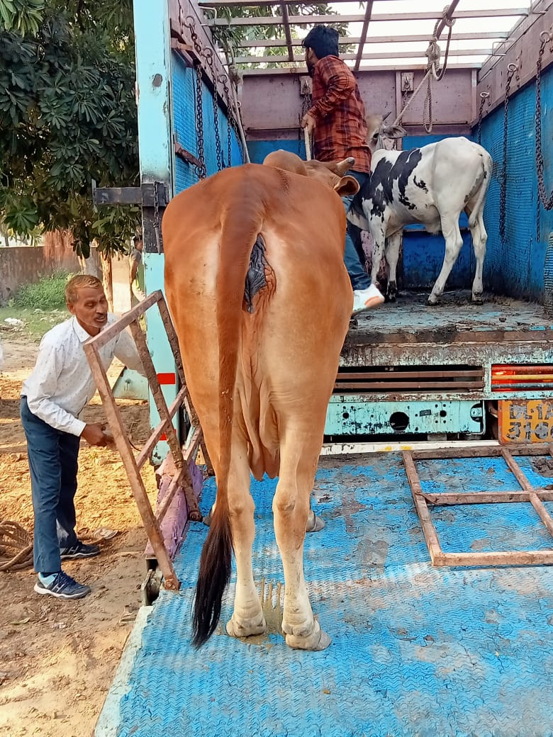 ddvsrohini's tweet photo. @dcrohinizone @sushant52450713 @NorthDmc @mayornorthdelhi @IrpsVivek @vrikshit @LtGovDelhi 06 stray cattle were impounded from above mentioned area &amp; sent to the Gaushalas for their further up keep. Photographs enclosed. https://t.co/I9H5AU7ukU