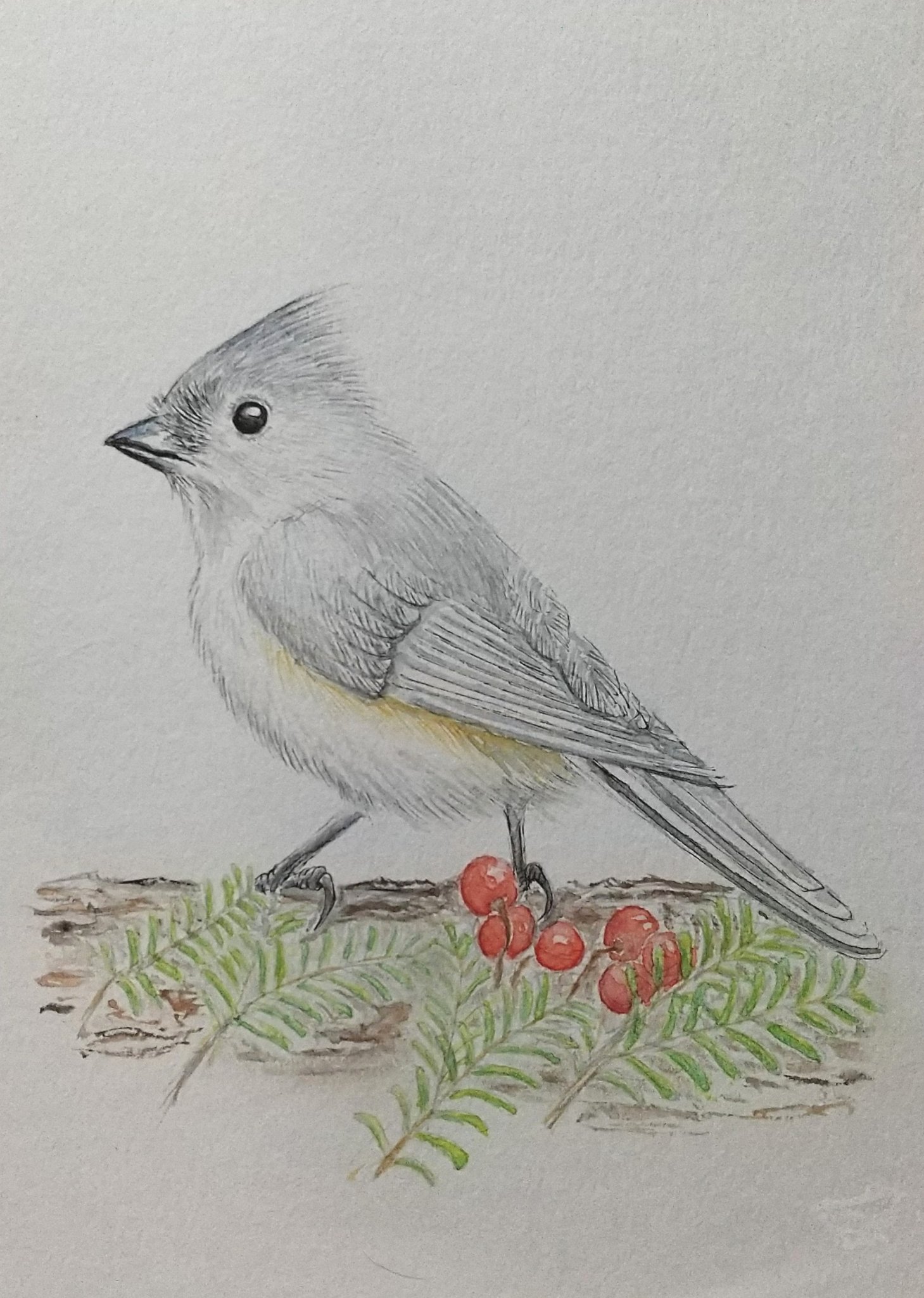 吉川 瑞江 エボシガラ 小さな紙にもう１枚描いて色塗りました 絵描きさんと繋がりたい 水彩 イラスト 鳥 T Co Ruix4uj11w Twitter