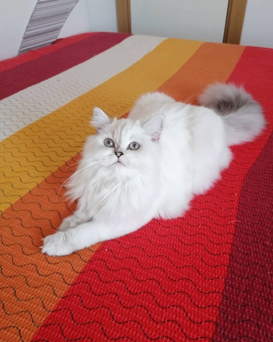 Missy 🧿 🧿 🧿
#bursakedi #cinskedibursa #ns1133 #silverpoint #shadedpoint #britishcat #catlovers #cats_of_day #cat #catslover #scottish #kediaşkı #britishlonghair #britishshorthaircat #silvercats #yavrukedi #cat #evcilhayvan