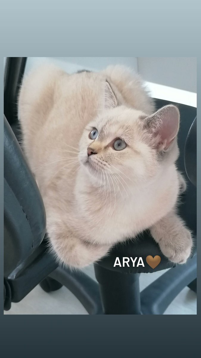 Arya mm 😻💥🐾❤️
#bursakedi #cinskedibursa #ns1133 #silverpoint #shadedpoint #britishcat #catlovers #cats_of_day #cat #catslover #scottish #kediaşkı #britishlonghair #britishshorthaircat #silvercats #yavrukedi #goldenpoint #goldenpointcat #silvercat