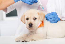 Highly competitive meat and milk prices and adverse impact of #veterinaryvaccines on #human and #animal health #hinders the market #growth.

Explore More@ einpresswire.com/article/554142…

#AttenuatedVaccines #InactivatedVaccines #ToxoidVaccines #DNAVaccines