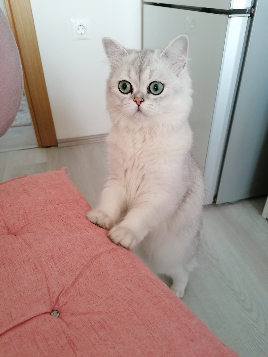 Bir kedi gördüm sanki ☺️ ☺️
#albert oğlum ❤️🐾
#bursakedi #cinskedibursa #ns11 #blh #britishlonghair #silvercats #cinskedi #yavrukedi #britishcat #catlovers #cats_of_day #cat #catslover #secerelikedi #bursayavrukedi #cinsyavrukedi #kediaşkı #bursacinskedi #silverpoint