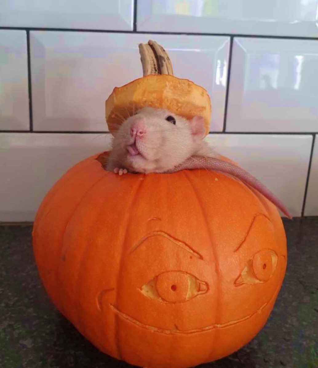 BaileyTheRat's tweet photo. Pumpkin season 🎃 https://t.co/OCV1t7VqYO