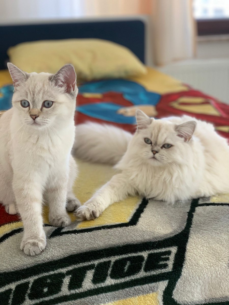 Arya &amp; Missy 🧿 🧿 🧿
#bursakedi #cinskedibursa #ns1133 #silverpoint #shadedpoint #britishcat #catlovers #cats_of_day #cat #catslover #scottish #kediaşkı #britishlonghair #britishshorthaircat #silvercats #yavrukedi #britishcat #goldenpoint #goldenpointcat #silvercat #cinskedi