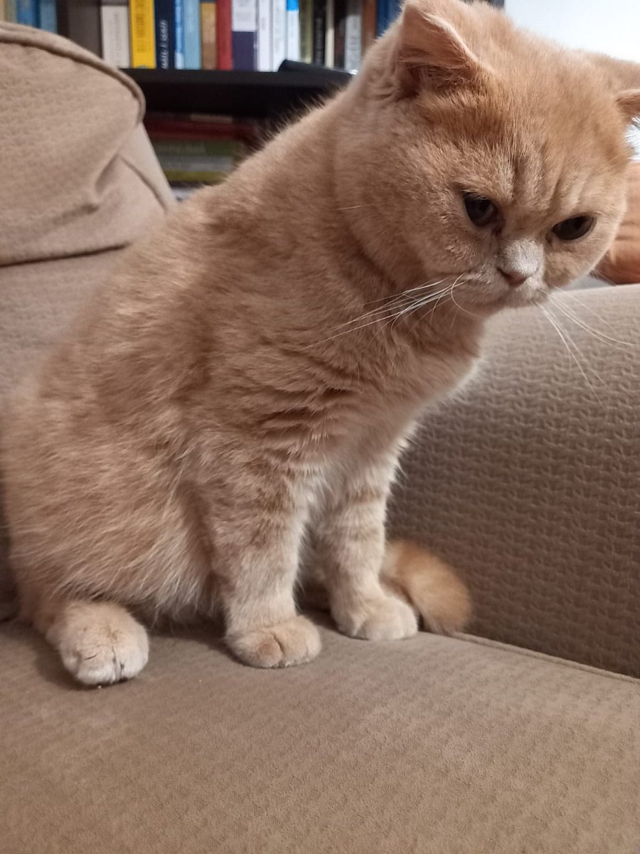 Lütfen yardım edin. İki hafta önce yavrumuzu iştah azalması halsizlik vb şikayetle kliniğe götürdük antibiyotik başlanıldı, dönüş alamadık. Sonra karnı da sişince tekrar götürdük ve fip teşhisi konuldu. Elimiz ayağımız şaştı mahvolduk. Desteğe ihtiyacımız var ne olur paylaşın😔