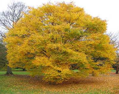 Jumeler #opendata de l'<a href="/opendataParis/">Paris Data</a>
 et <a href="/QueFaireAParis/">Que Faire à Paris ?</a> pour retrouver Le zelkova (Zelkova serrata), bel arbre aux feuilles d'or automnales 

Info:
quefaire.paris.fr/8472/ou-admire…

Carte :
opendata.paris.fr/explore/datase…

<a href="/Anne_Hidalgo/">Anne Hidalgo</a> <a href="/C_Najdovski/">Christophe Najdovski</a>
 
N'hésitez pas à RT et publier en réponse