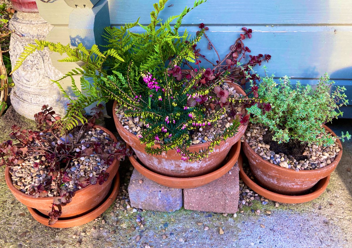 WorldNannys's tweet photo. My 3 new pots for winter.
Fern, Thyme, sedum & heather π±π±π±π±π±π±
#nannysgardenworld
#plants #garden #flowers #winterpots https://t.co/RmP7rz0iar