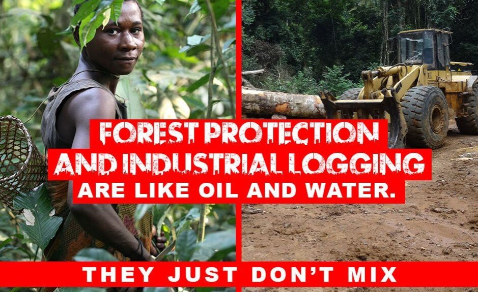 allafrica's tweet photo. #AfricaClimateCrisis - DR Congo Shields Its Rainforests For Now https://t.co/UQl2M2ZgXo #Africa #DRC #ClimateCrisis @COP26 #ClimateEmergency #ClimateAction #ClimateRebellion #ClimateJustice #Forests #Biodiversity #CarbonSink #COP26 https://t.co/qGJRwmkCVL