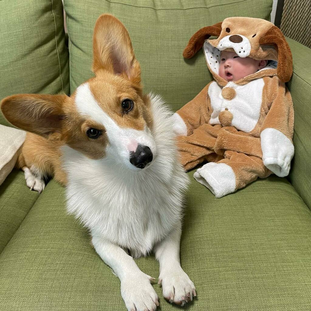 はなちゃん コーギー Hanachan0602 Twitter