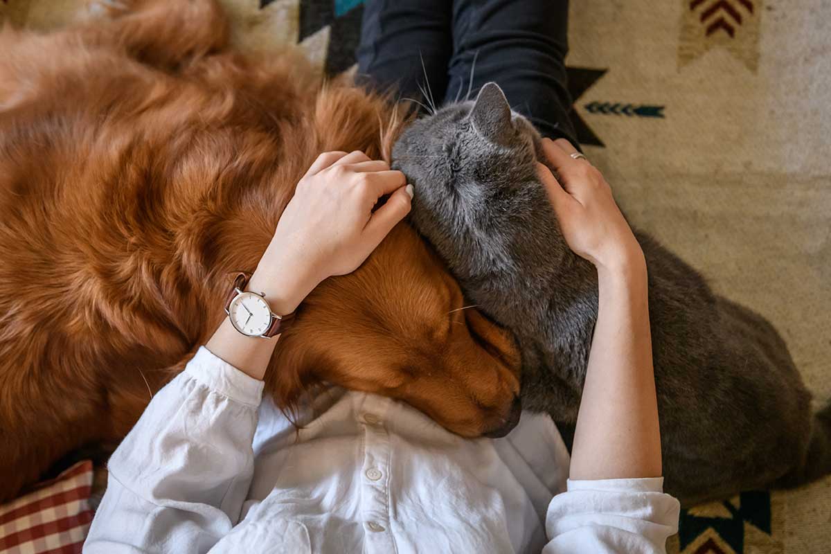 CompanionLifeUK's tweet photo. With Bonfire night only a few nights away, @nutravet shares their top tips to help take the stress out of fireworks season for pets - https://t.co/oyOBzLzHSM
#fireworkstips #petowners https://t.co/Cm0LTemMXi