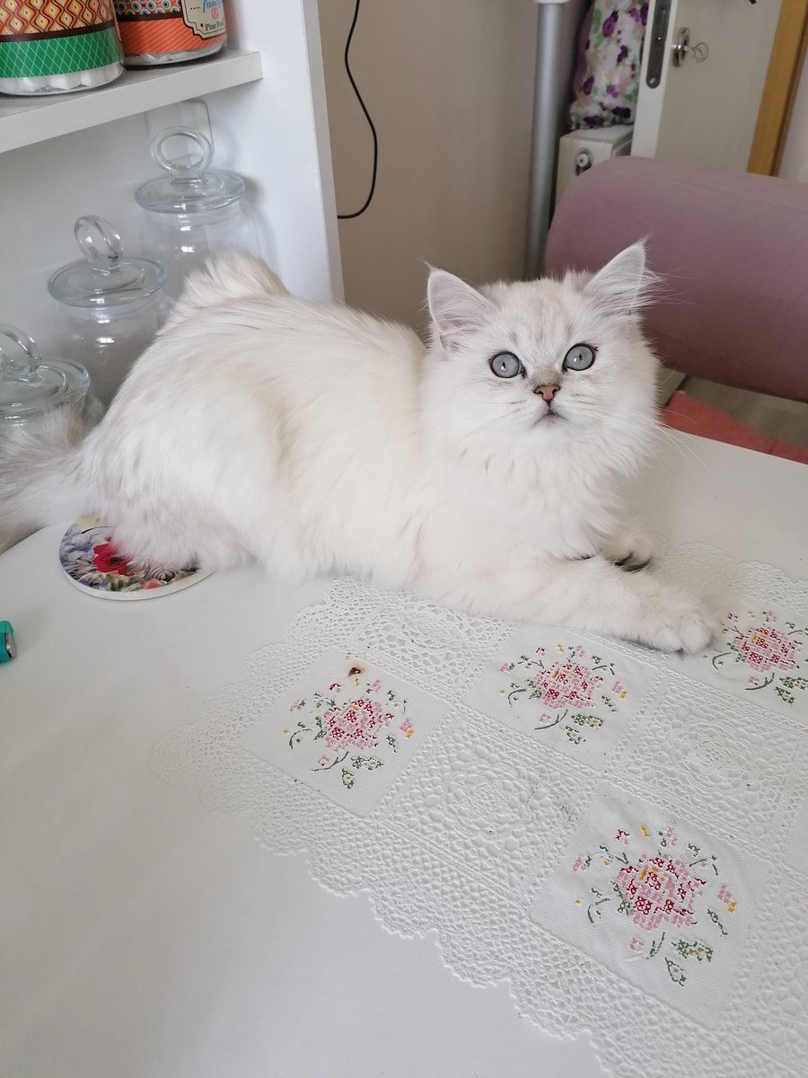 Maya ❤️ minik kurabiyemm ❤️ 🐾
#bursakedi #cinskedibursa #ns1133 #silverpoint #shadedpoint #britishcat #catlovers #cats_of_day #cat #catslover #scottish #kediaşkı #britishlonghair #britishshorthaircat #silvercats #yavrukedi