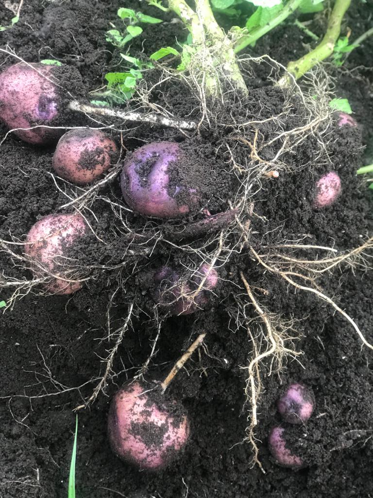 malekani_s's tweet photo. Nous devons maintenant changer la conversation en tant que JEUNES, Plier nos chemises (manches), nous former à l'Agriculture #bilanga #ukulima
le Commerce légitime.
Nourrir la nation. @leParrainRDC @FAOCongo @ypard_rdc @NELLYTSHELAMUT @beekuvuna  @24Biodrc @Rita_Masengo https://t.co/HVdZMMJ3df