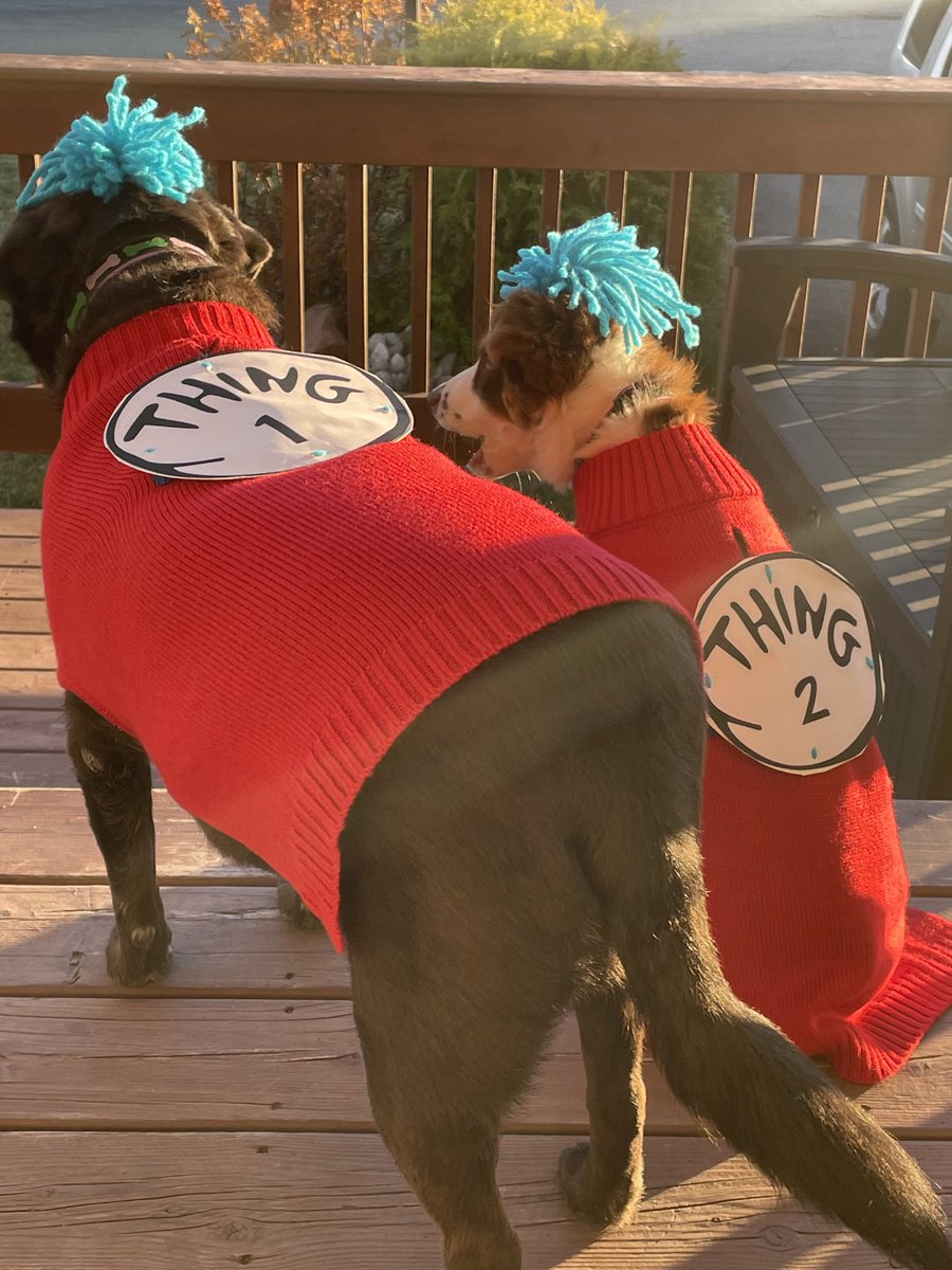 RoxaneRowsell's tweet photo. @YourMorning Ginger (11 yrs) &amp; Sea-Sea (15 weeks) https://t.co/xZtWL34Dpf