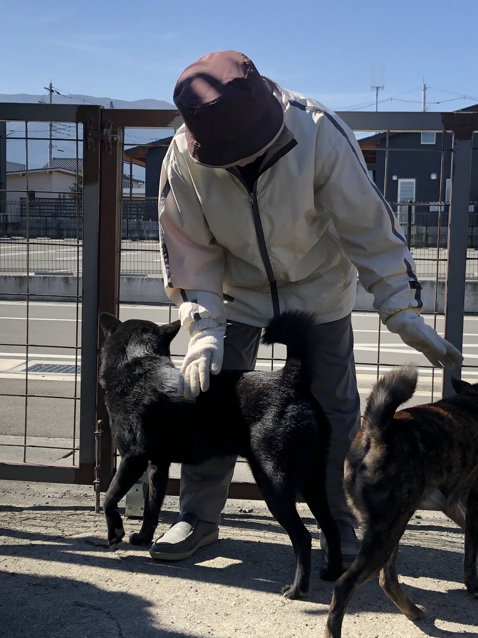 甲斐犬の魅力をひたすら語る Kaiken Ouen Twitter