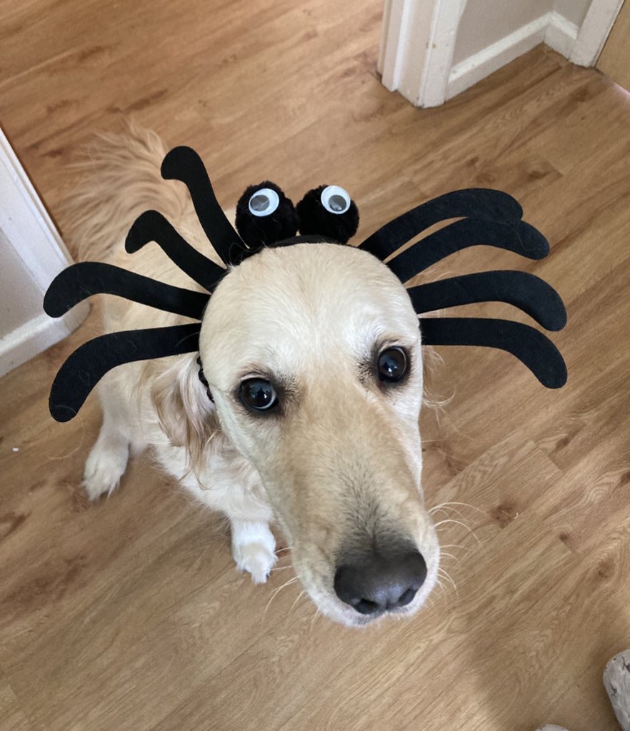 Emily Thomson (@edpemilythomson) on Twitter photo Our Pet of the Day winner is the adorable spider dog Mabel, belonging to Dan! Thank you for sending this in!
Do not forget to check out four more of our favourite pets in today's paper. Send your pets over to photosupp@archant.co.uk. Our Pet of the Day winner is the adorable spider dog Mabel, belonging to Dan! Thank you for sending this in!
Do not forget to check out four more of our favourite pets in today's paper. Send your pets over to photosupp@archant.co.uk.