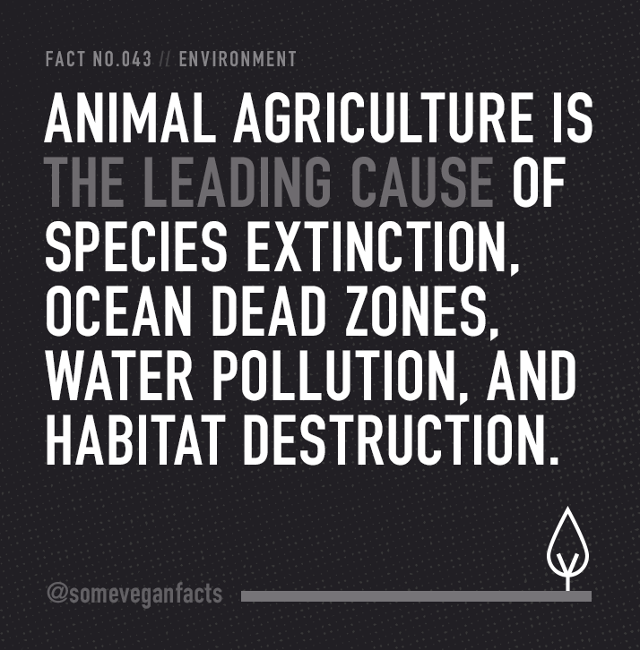 link2ash's tweet photo. Happy #WorldVeganDay2021🌱 
As the world leaders meet to discuss climate change at #COP26, we can only hope they are discussing the main, yet fully ignored, cause of #climatechange -Unsustainable agriculture from the meat &amp; dairy industries. @COP26, Stop ignoring #TheCowInTheRoom https://t.co/9P0ocxoKu5