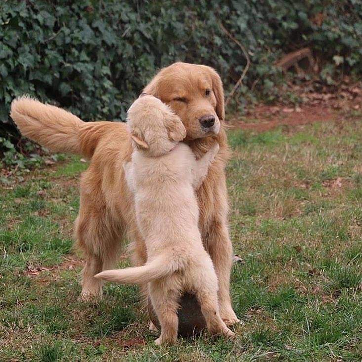 CuteAnimalsSpa1's tweet photo. So adorable😍🤩🥰💯❤
#dogsoftwitter #Dog #doglovers #puppiesofinstagram #puppy #puppies https://t.co/vdABRT0312