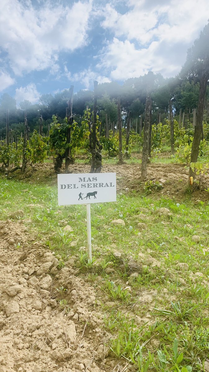 WINEGarrido's tweet image. Cuando paseas por el Clos Del Serral entiendes el por qué del concepto #granja que nos explica Pepe Raventós 🧐 al tacto es como #nieve #esponjoso como si fueses flotando entre #cepascentenarias y con una energía especial 🙌🏼 Enhorabuena Pepe y equipo por un trabajo excelente 🍾