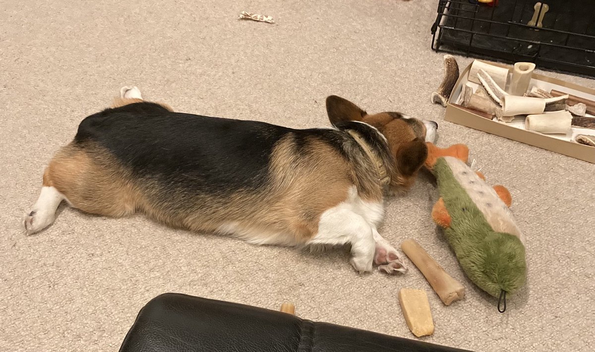 Hmmm…so many chew things to choose from…must rest before deciding…