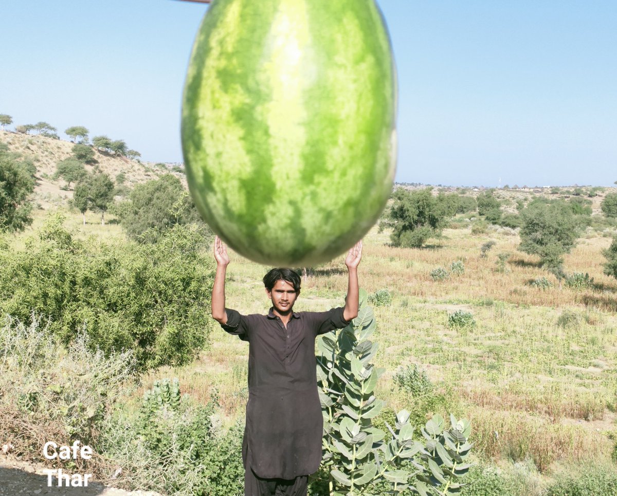 piyaroshivani's tweet photo. Natural Photo , No Edit , No Crop and No any Color
#photoarrt
#photoartist
#artisticphotography
#watermelon
#organicwatermelon
#amazingclick
#naturalphotography
#dawndotcom
#cafethar
#organic https://t.co/mywU8qte6z