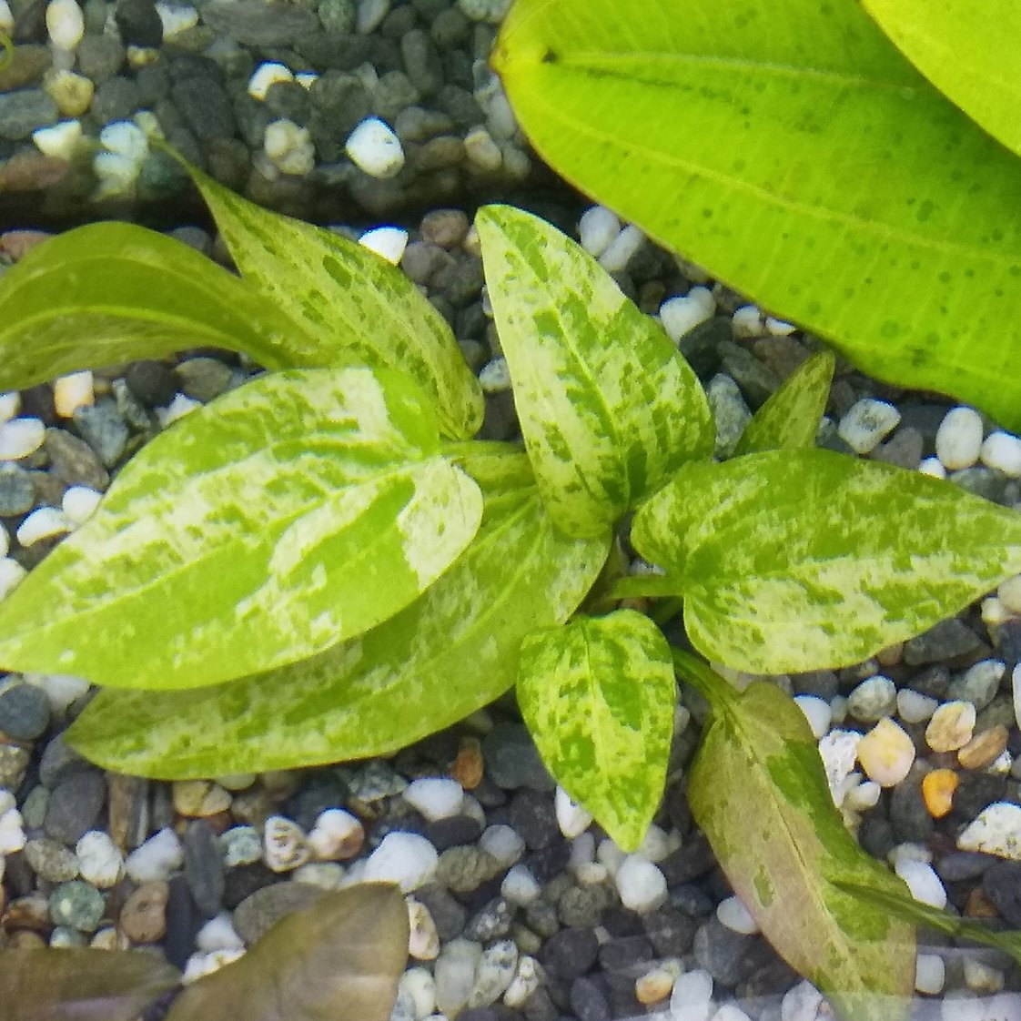 waterplantslov1's tweet photo. インドネシア特殊便のマーブルクイーン
五つのファームのものをキープしていますが、これが一番派手だと思います。今年は一株だけリリース。季節的に沈めてしまいましたが、水上育成もオススメ。
#水草 #水草水槽 #waterplantslover #エキノドルス #マーブルクイーン #MarbleQueen https://t.co/G6MgJoVoC5