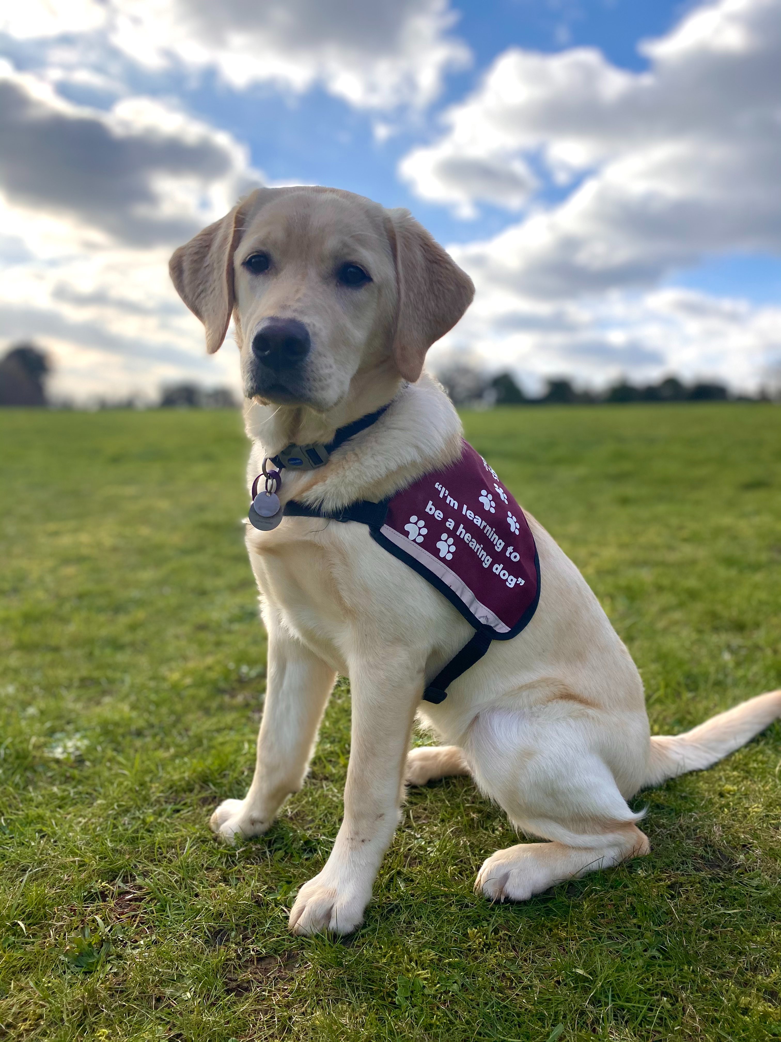 Hearing dog harness hot sale