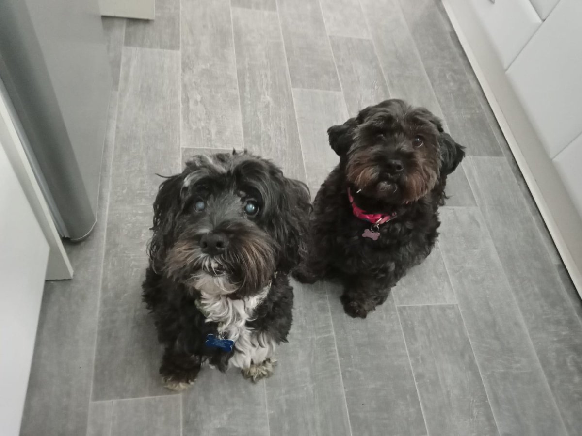 bevans1990's tweet photo. @ButternutBox this is Radley and Dora. Radley (black &amp; white) is a 12 yr old Tibetan Terrier and is in remission after being poorly for 3 yrs! Dora is his little Hungarian rescue sister and BFF. They are the funniest, cutest pair... #DogsDeserveBillboards https://t.co/kqFcnM9wRb
