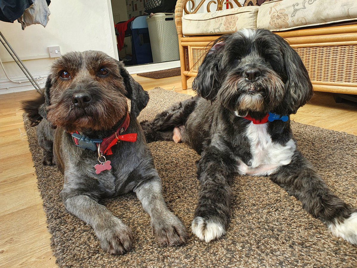 bevans1990's tweet photo. @ButternutBox this is Radley and Dora. Radley (black &amp; white) is a 12 yr old Tibetan Terrier and is in remission after being poorly for 3 yrs! Dora is his little Hungarian rescue sister and BFF. They are the funniest, cutest pair... #DogsDeserveBillboards https://t.co/kqFcnM9wRb