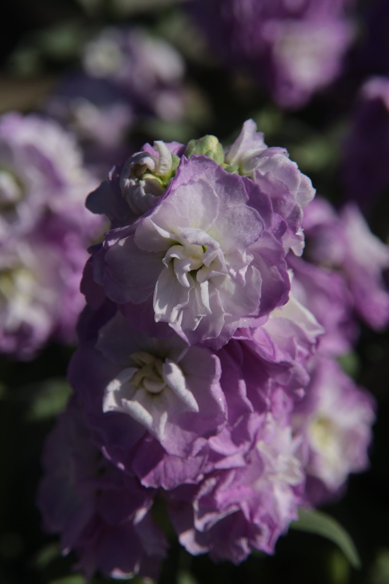 Good night. Have sweet dreams😌

Tue 11:00PM 🇯🇵
Stock🌸