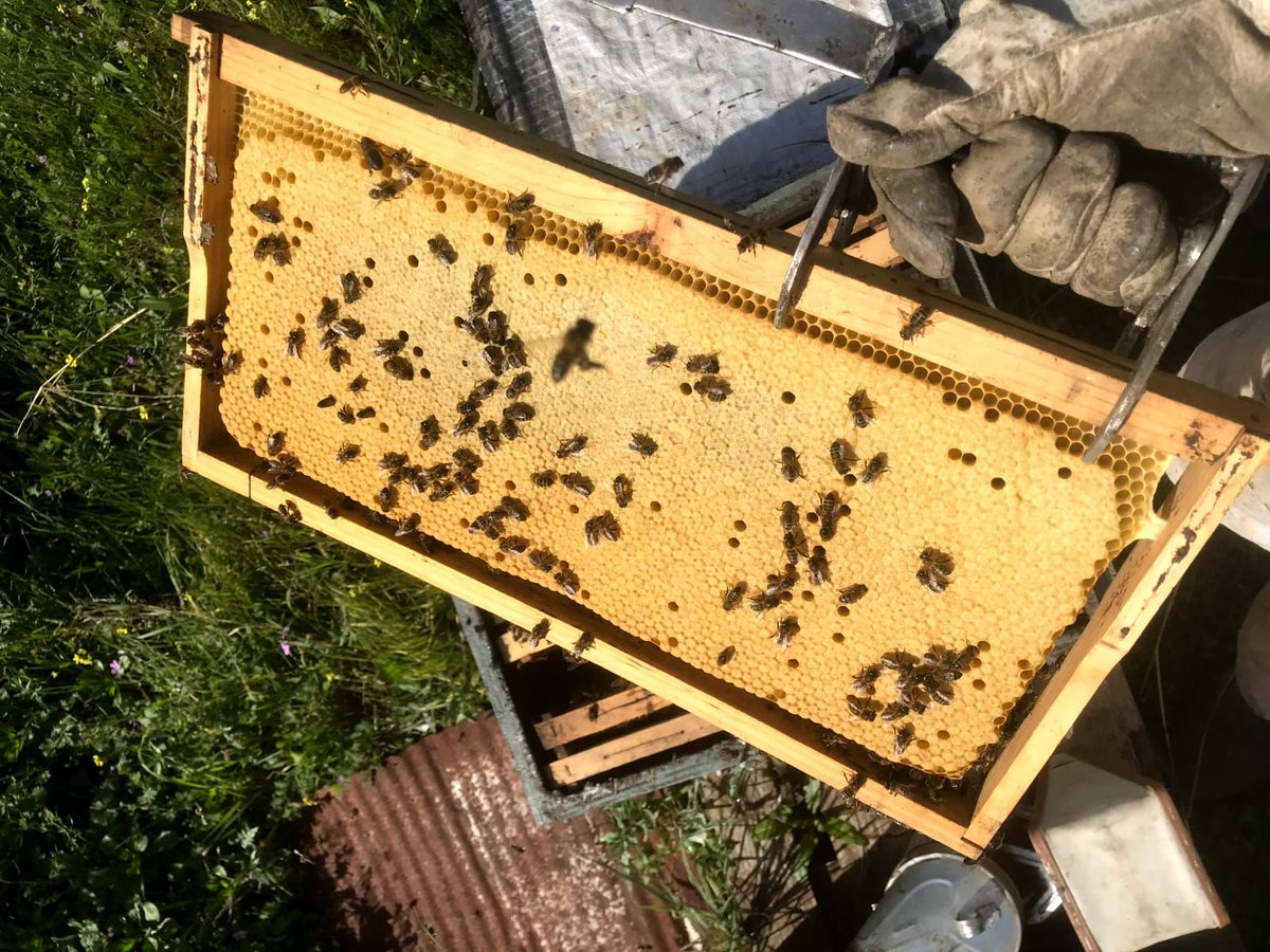 mieldelpanal_es's tweet photo. En @mieldelpanal_es trabajamos con mucho cuidado, dedicación y esfuerzo día tras día para ofrecer un gran producto. 🍯

Una #miel extraída por medio de técnicas no invasivas y respetuosas con el medio ambiente. 🌼

➡ https://t.co/9yijWSW2Lw 🐝 https://t.co/KEmqroAfBp