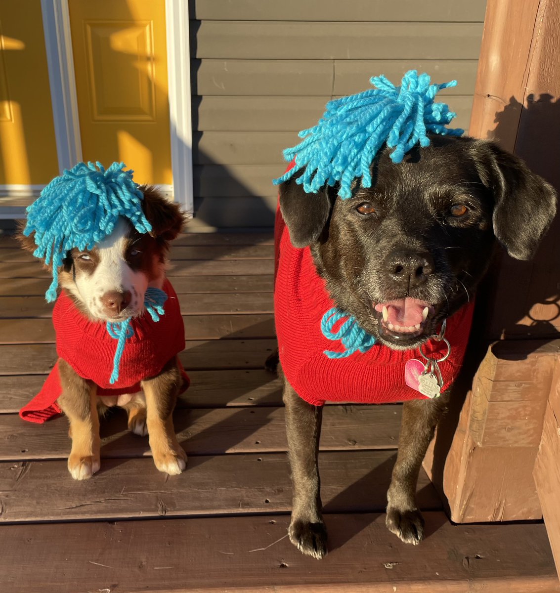 RoxaneRowsell's tweet photo. @SoniaMangatTV Happy Halloween Sea-Sea(15 weeks) and Ginger (11 years). https://t.co/914bC75UEM